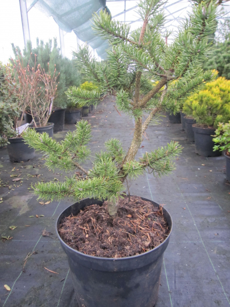 Pinus banksiana Kimmerholz